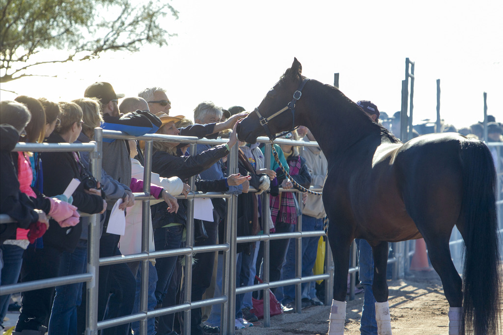 Laurie Martin Performance Horses - 8th Annual Farm Tour