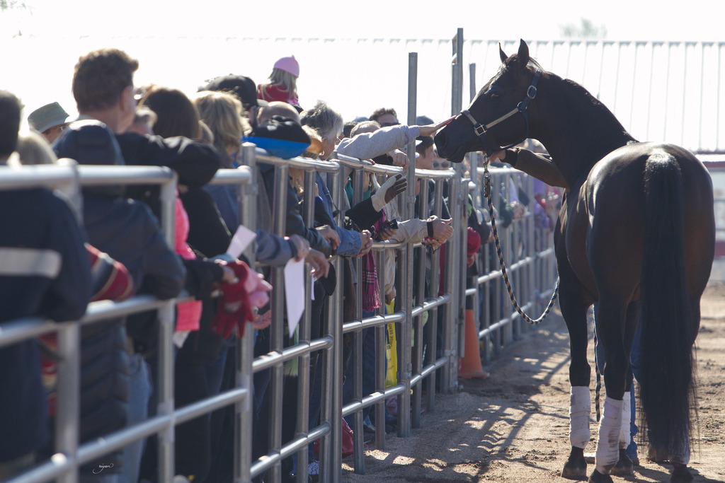 Laurie Martin Performance Horses 8th Annual Farm Tour Arabian