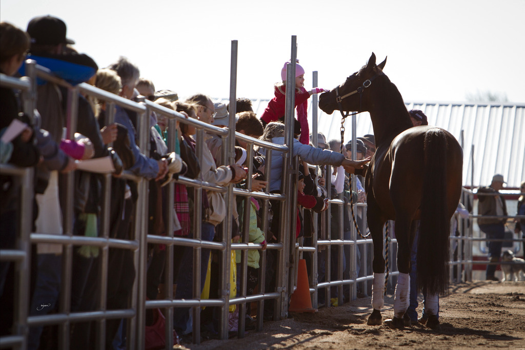 Laurie Martin Performance Horses 8th Annual Farm Tour Arabian