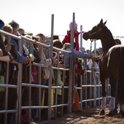 Laurie Martin Performance Horses - 8th Annual Farm Tour