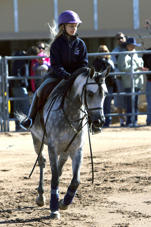 Laurie Martin Performance Horses 8th Annual Farm Tour Arabian