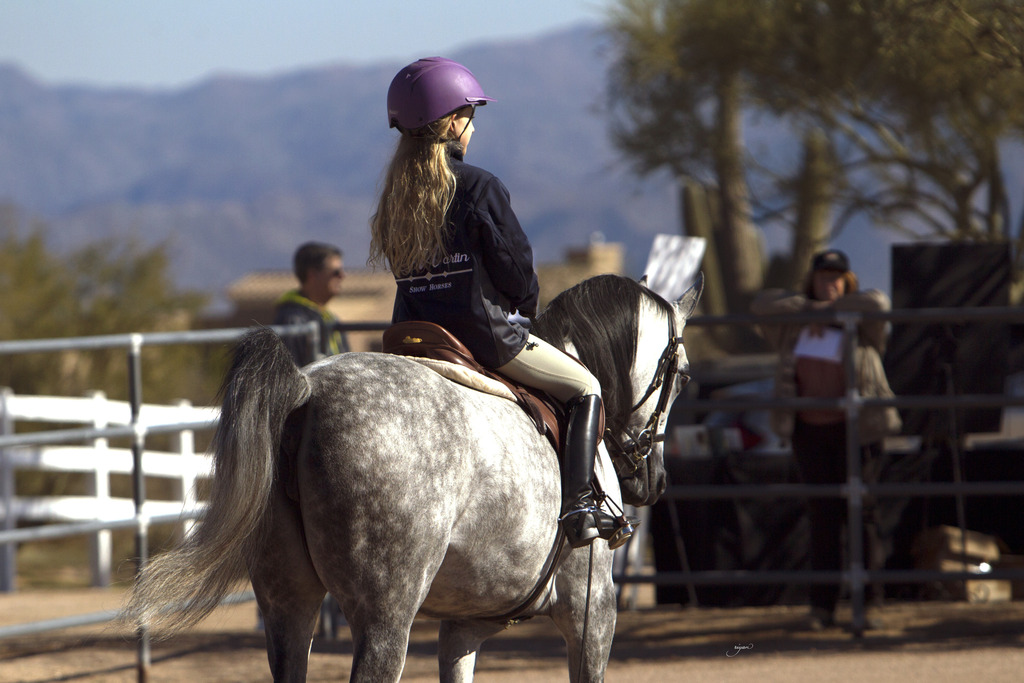 Laurie Martin Performance Horses 8th Annual Farm Tour Arabian