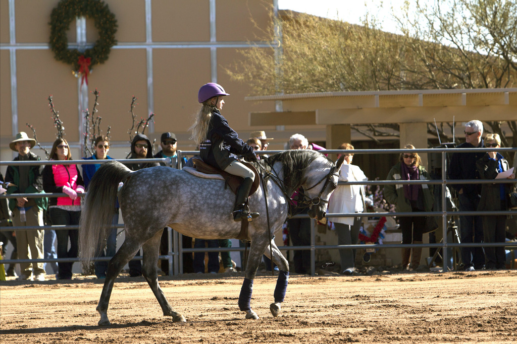 Laurie Martin Performance Horses 8th Annual Farm Tour Arabian