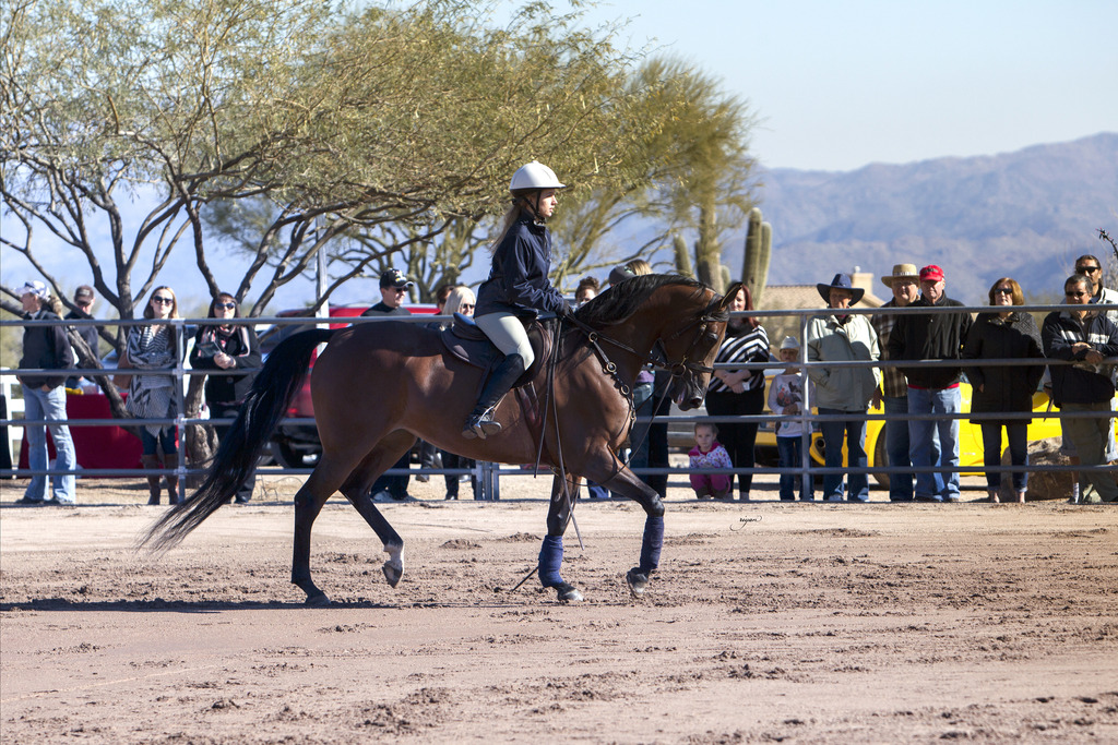 Laurie Martin Performance Horses 8th Annual Farm Tour Arabian