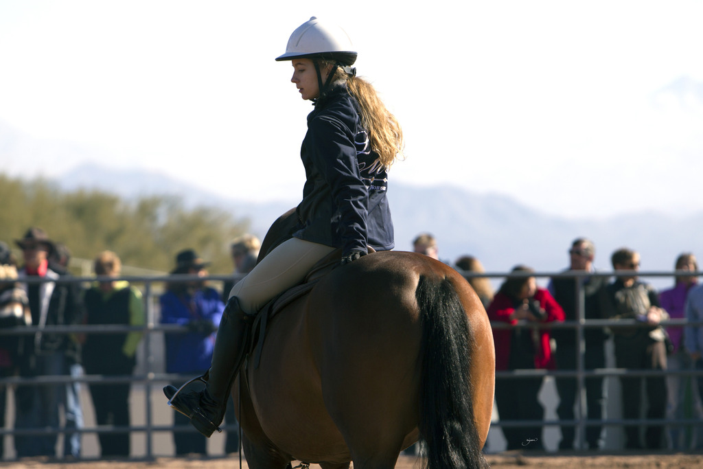 Laurie Martin Performance Horses 8th Annual Farm Tour Arabian