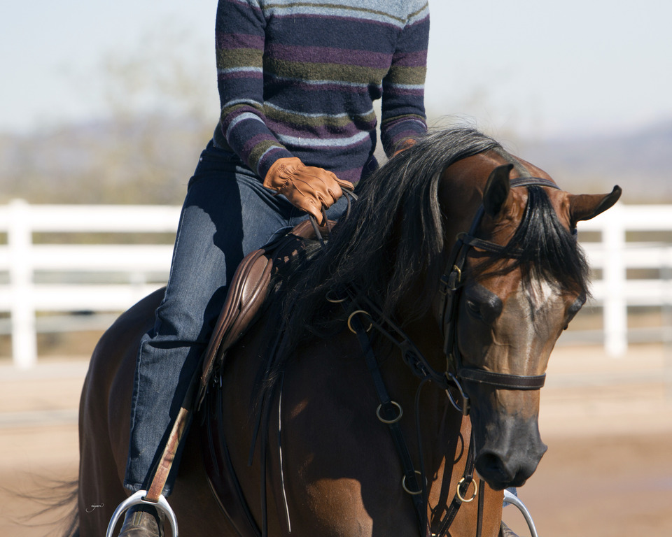 Laurie Martin Performance Horses 8th Annual Farm Tour Arabian
