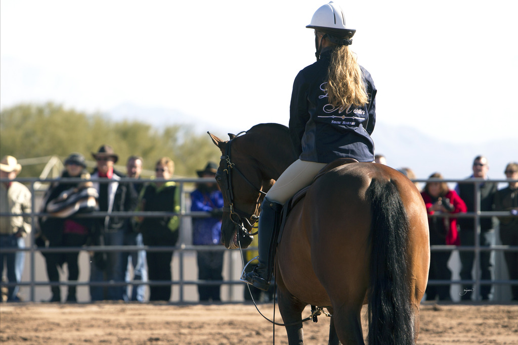 Laurie Martin Performance Horses 8th Annual Farm Tour Arabian