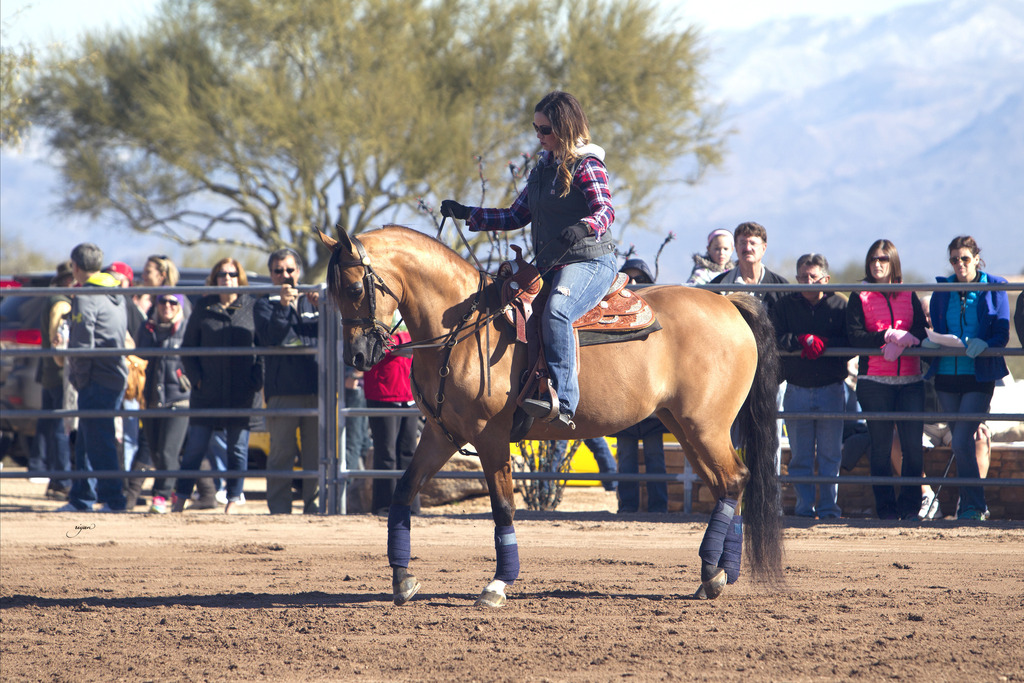 Laurie Martin Performance Horses 8th Annual Farm Tour Arabian