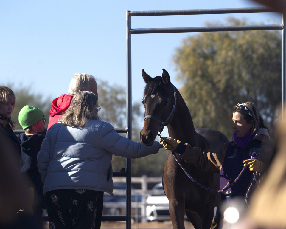 Laurie Martin Performance Horses 8th Annual Farm Tour Arabian