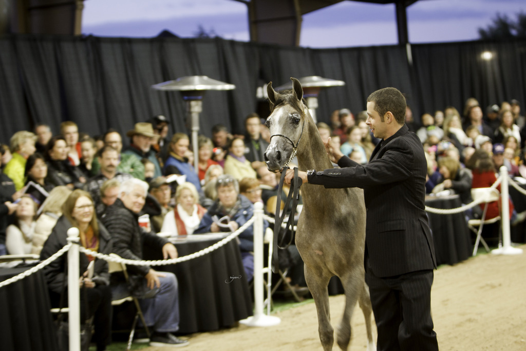 Rae Dawn Arabians - 8th Annual Farm Tour