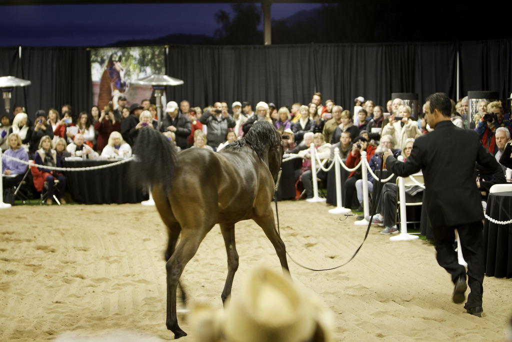 Rae Dawn Arabians - 8th Annual Farm Tour