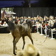 Rae Dawn Arabians - 8th Annual Farm Tour