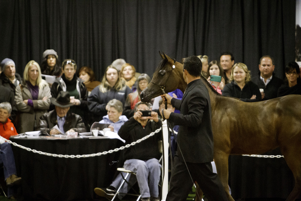 Rae Dawn Arabians - 8th Annual Farm Tour