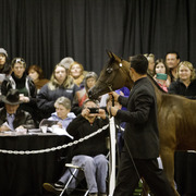 Rae Dawn Arabians - 8th Annual Farm Tour