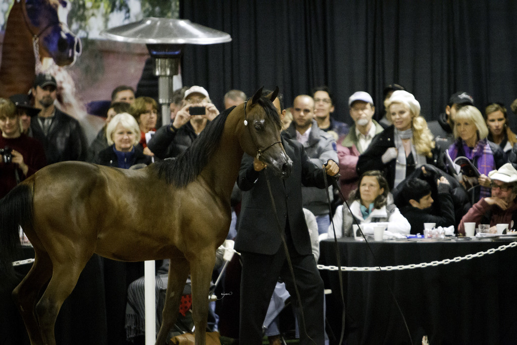 Rae Dawn Arabians - 8th Annual Farm Tour