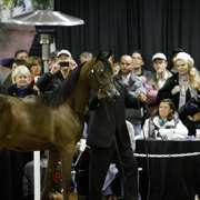 Rae Dawn Arabians - 8th Annual Farm Tour