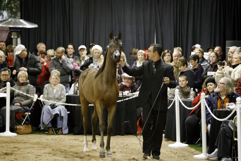 Rae Dawn Arabians - 8th Annual Farm Tour