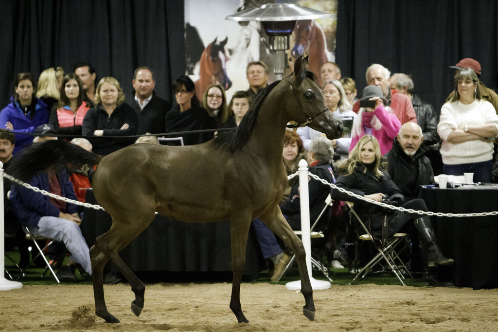 Rae Dawn Arabians - 8th Annual Farm Tour