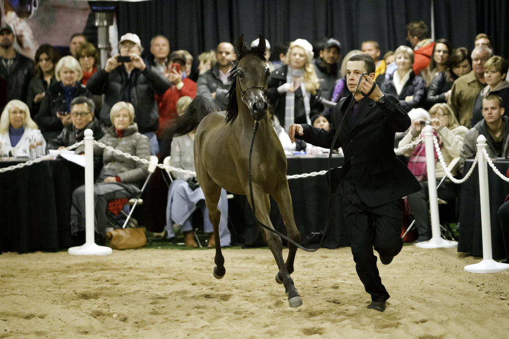 Rae Dawn Arabians - 8th Annual Farm Tour