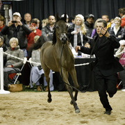 Rae Dawn Arabians - 8th Annual Farm Tour