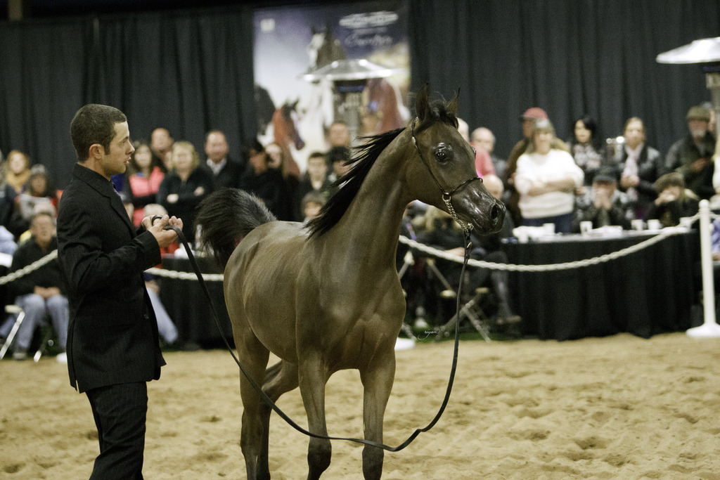 Rae Dawn Arabians - 8th Annual Farm Tour