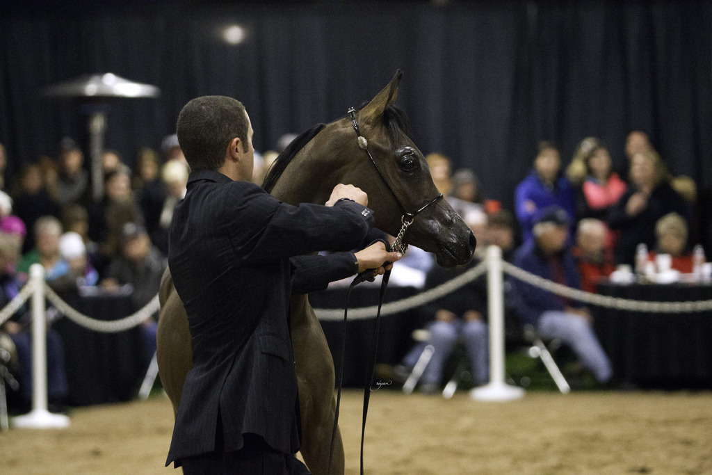 Rae Dawn Arabians - 8th Annual Farm Tour