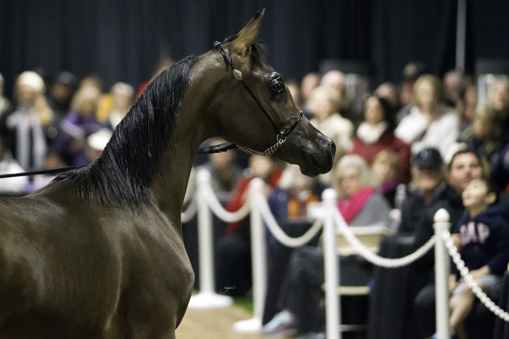Rae Dawn Arabians - 8th Annual Farm Tour