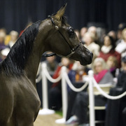 Rae Dawn Arabians - 8th Annual Farm Tour
