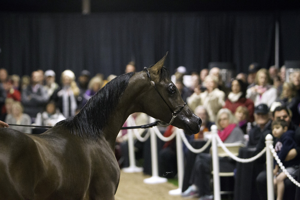 Rae Dawn Arabians - 8th Annual Farm Tour