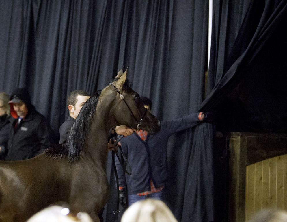 Rae Dawn Arabians - 8th Annual Farm Tour