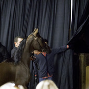 Rae Dawn Arabians - 8th Annual Farm Tour