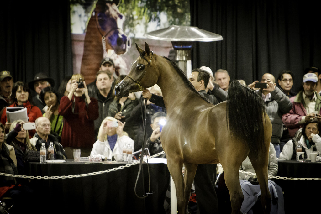 Rae Dawn Arabians - 8th Annual Farm Tour