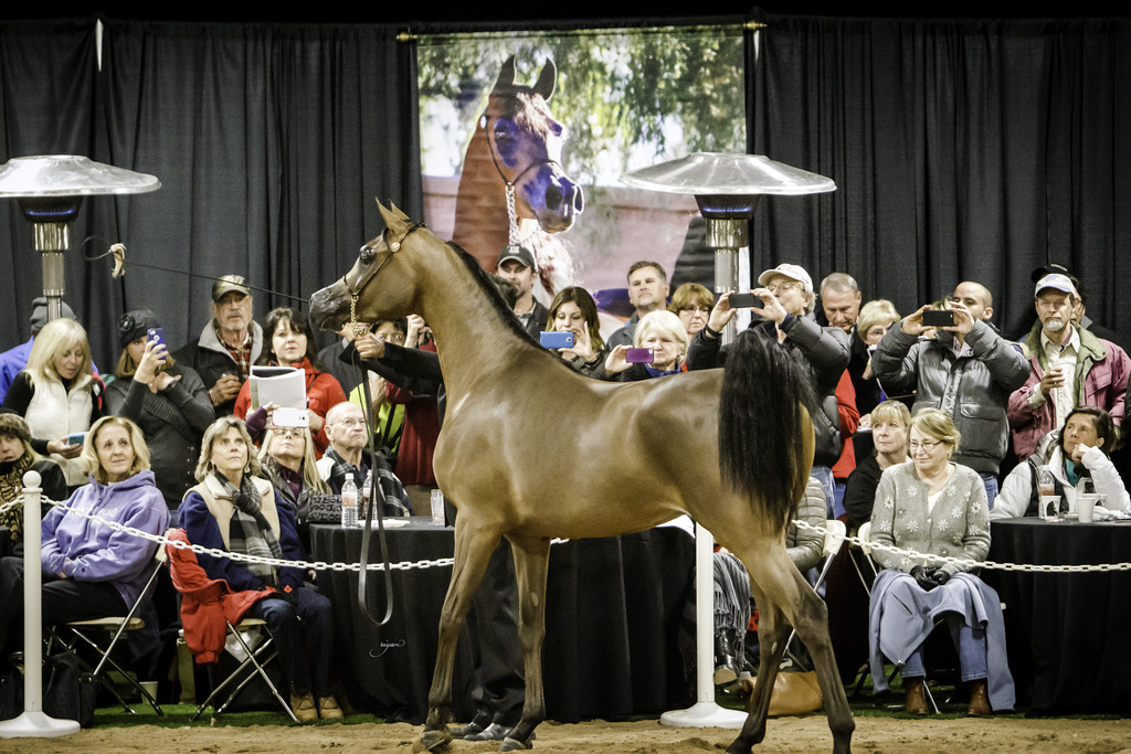 Rae Dawn Arabians - 8th Annual Farm Tour