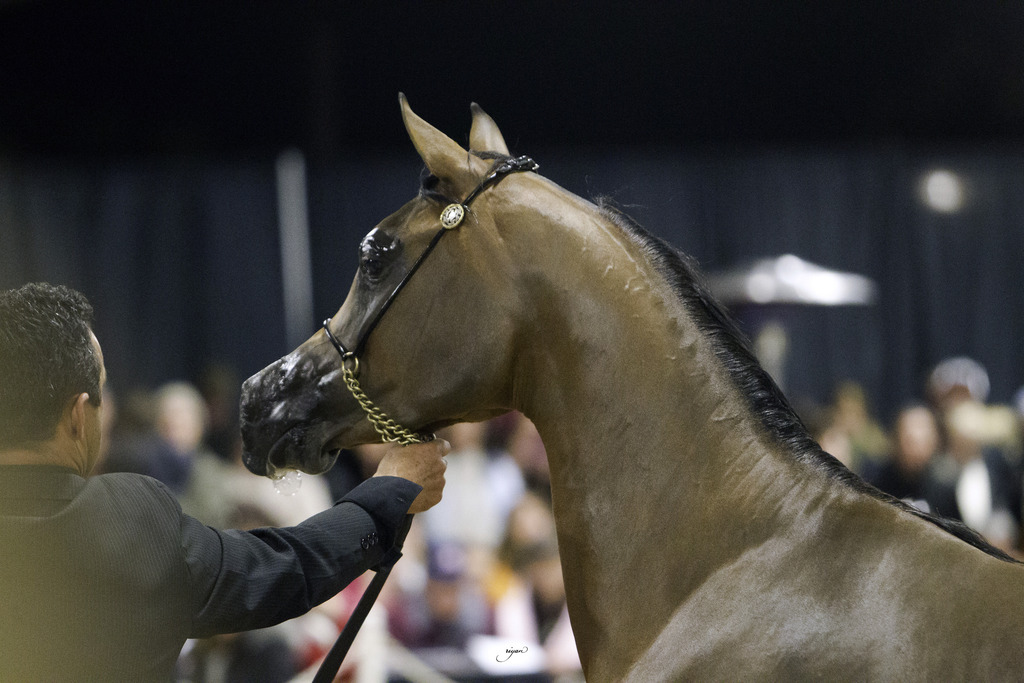 Rae Dawn Arabians - 8th Annual Farm Tour