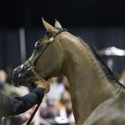 Rae Dawn Arabians - 8th Annual Farm Tour