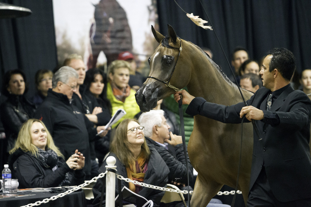 Rae Dawn Arabians - 8th Annual Farm Tour