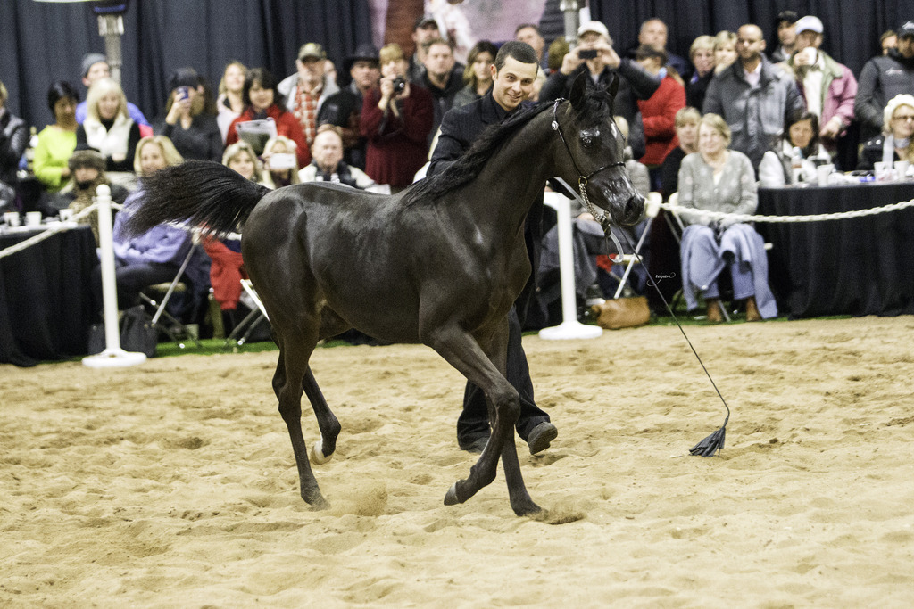 Rae Dawn Arabians - 8th Annual Farm Tour