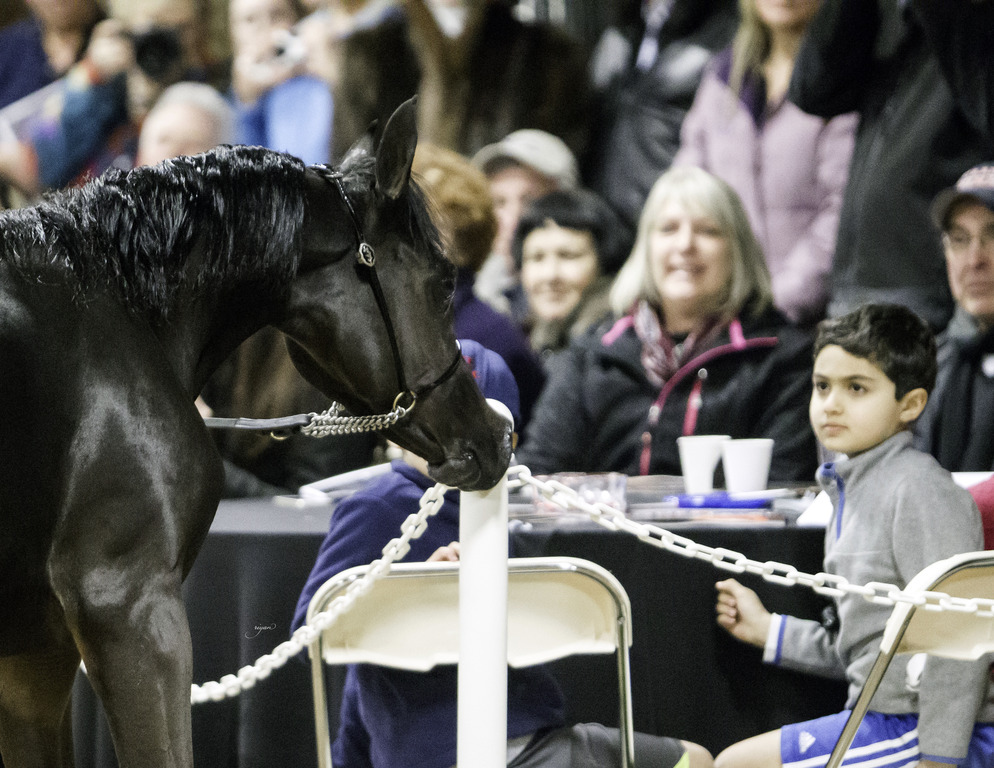 Rae Dawn Arabians - 8th Annual Farm Tour