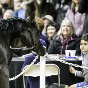 Rae Dawn Arabians - 8th Annual Farm Tour