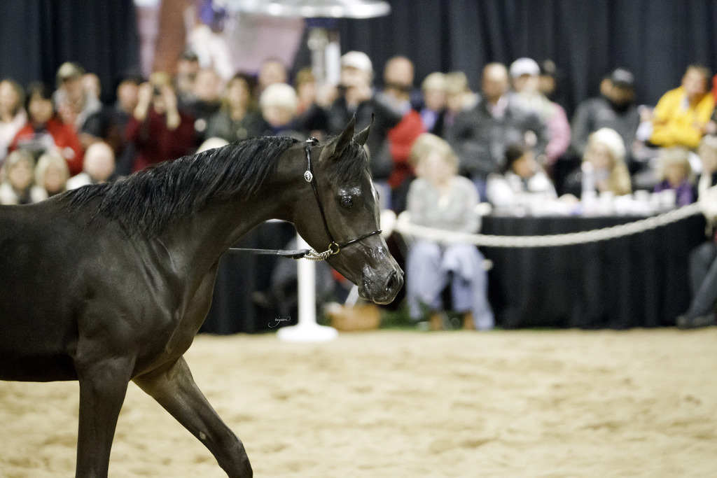 Rae Dawn Arabians - 8th Annual Farm Tour
