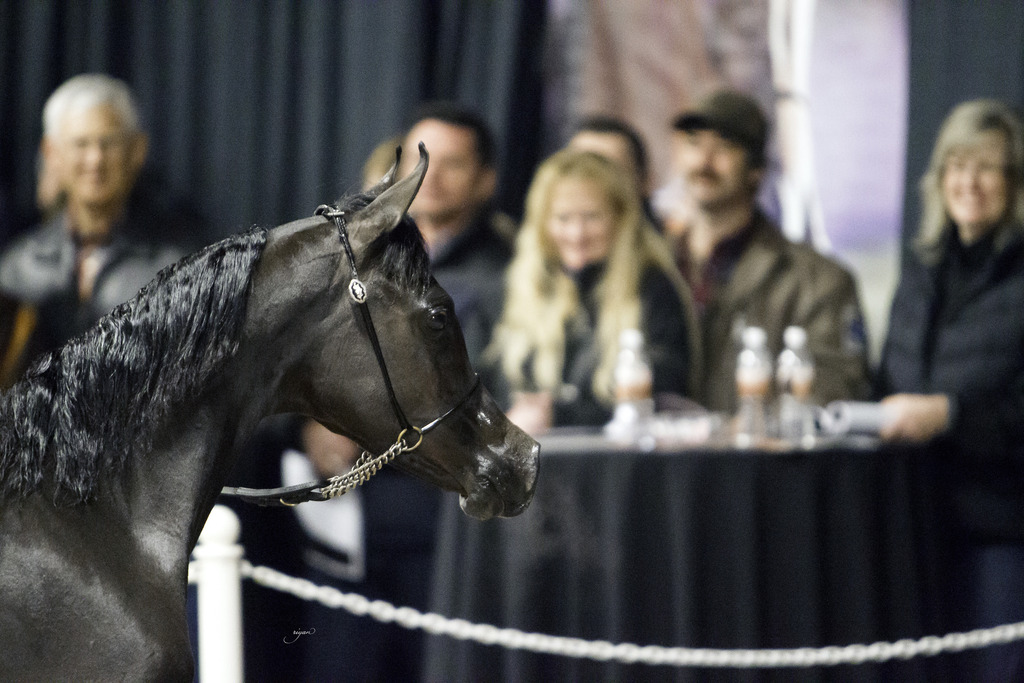 Rae Dawn Arabians - 8th Annual Farm Tour