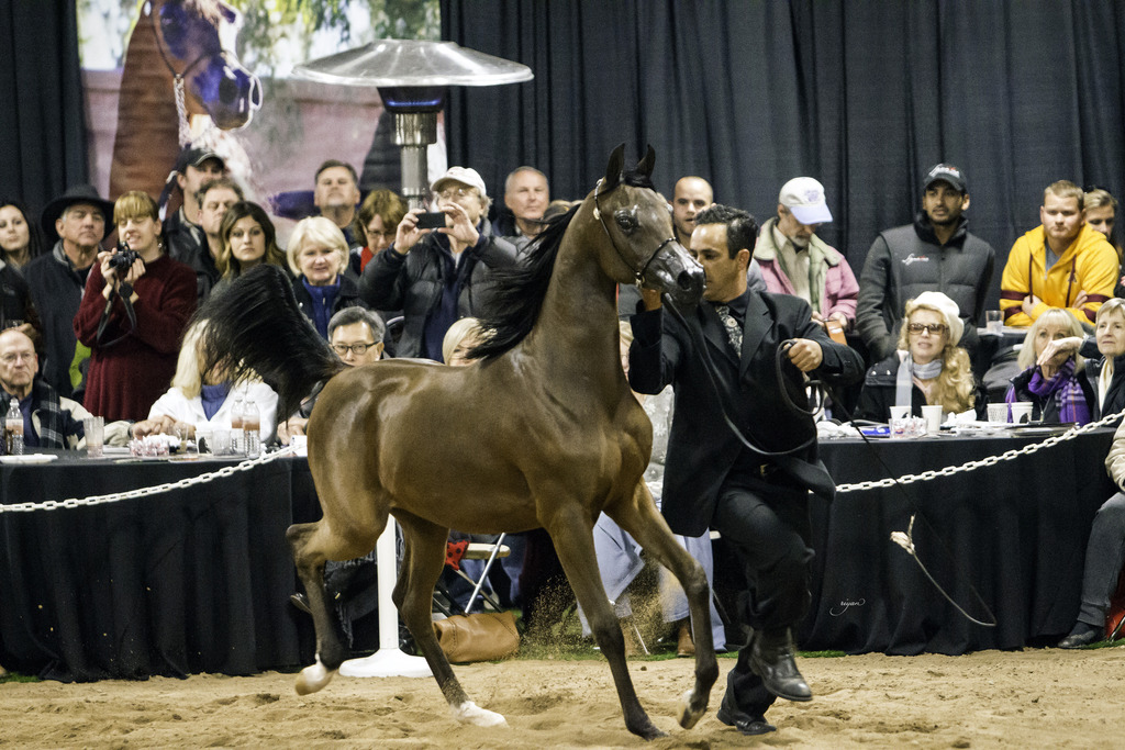 Rae Dawn Arabians - 8th Annual Farm Tour