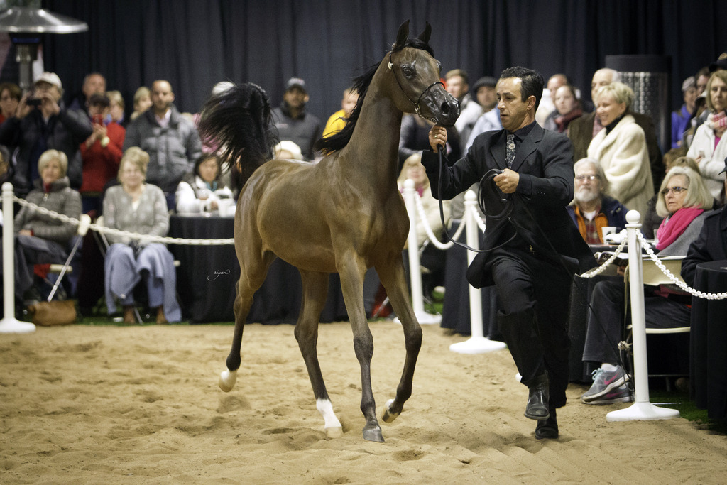 Rae Dawn Arabians - 8th Annual Farm Tour