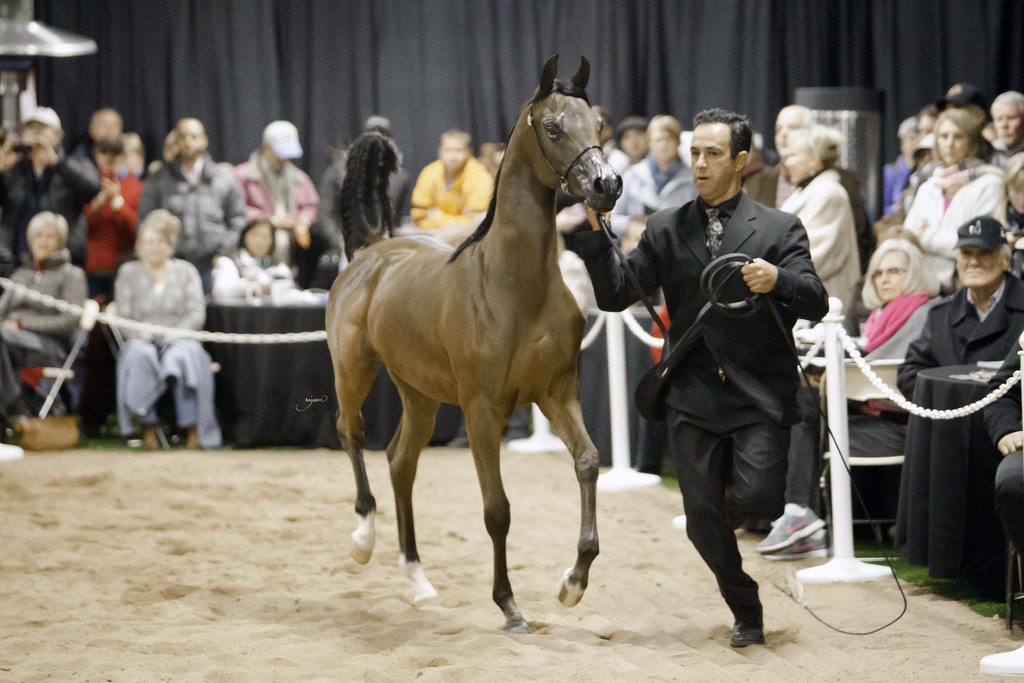 Rae Dawn Arabians - 8th Annual Farm Tour