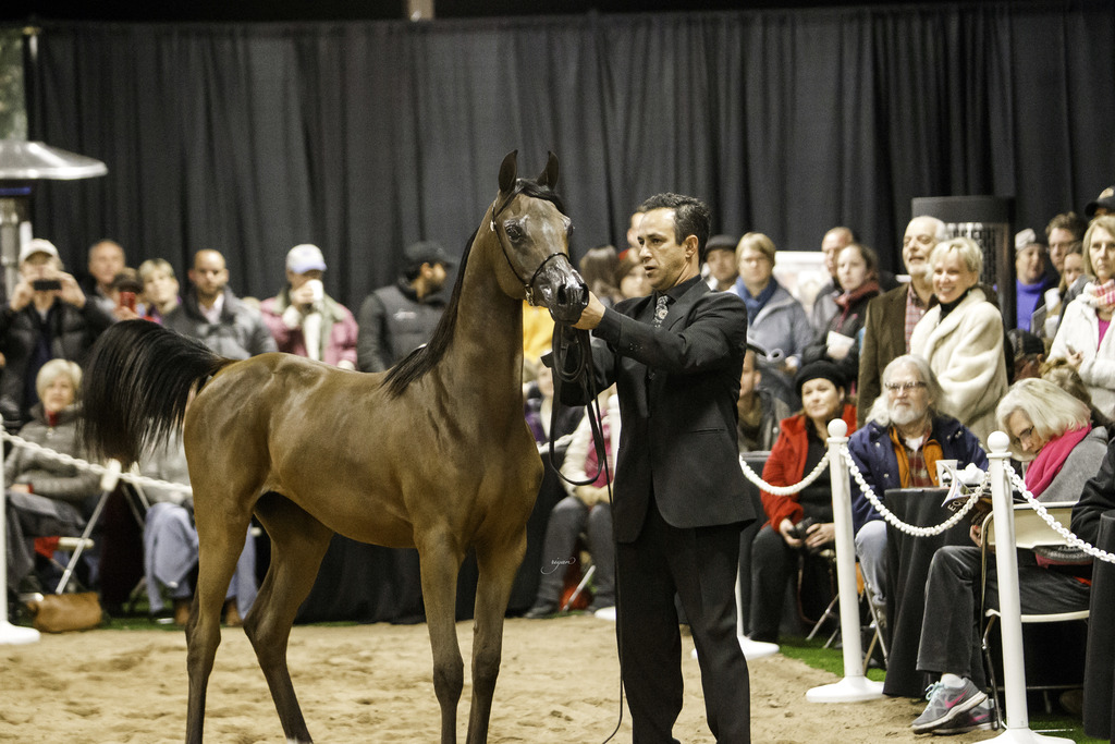 Rae Dawn Arabians - 8th Annual Farm Tour