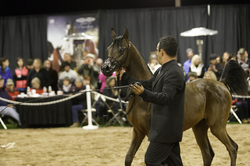 Rae Dawn Arabians - 8th Annual Farm Tour