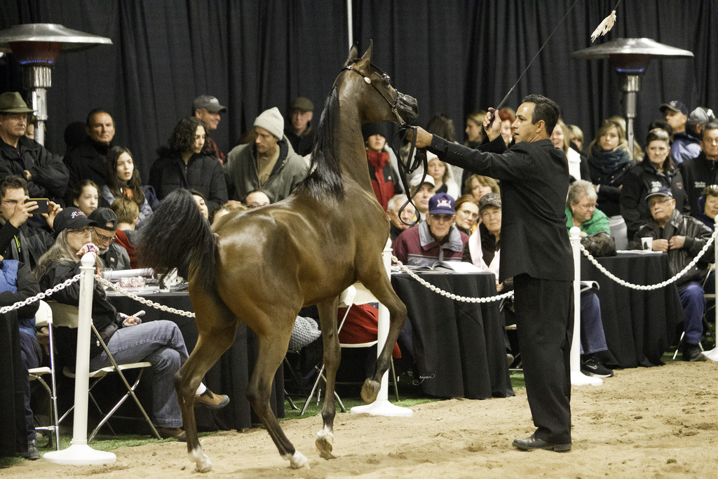 Rae Dawn Arabians - 8th Annual Farm Tour
