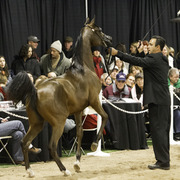 Rae Dawn Arabians - 8th Annual Farm Tour