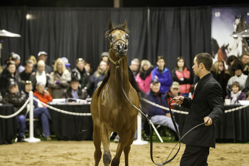 Rae Dawn Arabians - 8th Annual Farm Tour