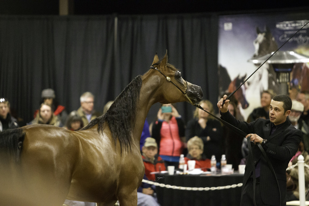 Rae Dawn Arabians - 8th Annual Farm Tour